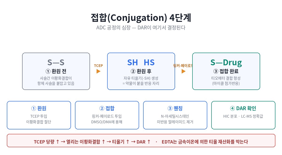 ADC 접합 4단계 — 환원(TCEP)·접합(말레이미드)·퀜칭·DAR 확인