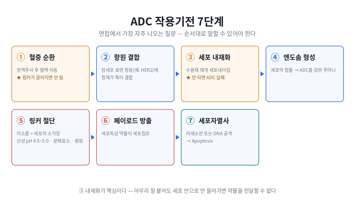 ADC 작용기전 7단계 — 혈중 순환·항원 결합·세포 내재화·엔도솜·링커 절단·페이로드 방출·세포자멸사