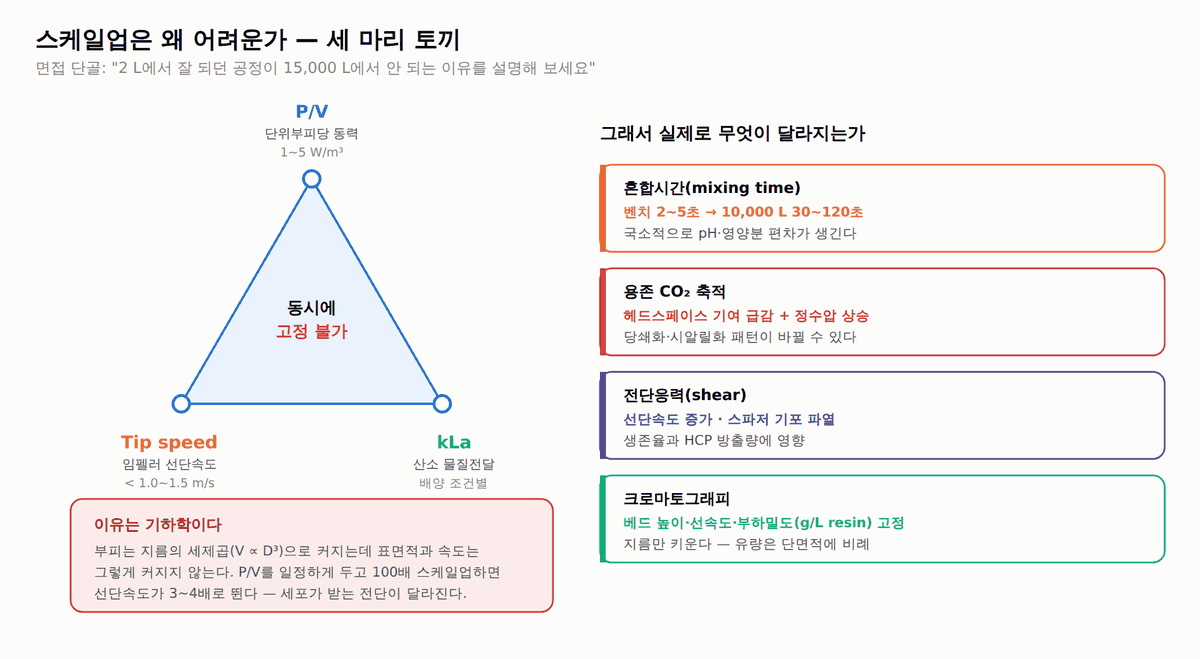 배양기 스케일업 트릴레마 – P/V·임펠러 선단속도·혼합시간
