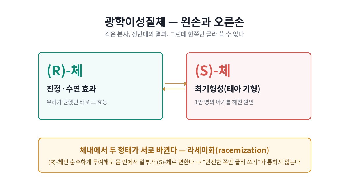 탈리도마이드 광학이성질체 비교 — (R)-체는 진정 효과, (S)-체는 최기형성, 체내 라세미화로 서로 전환