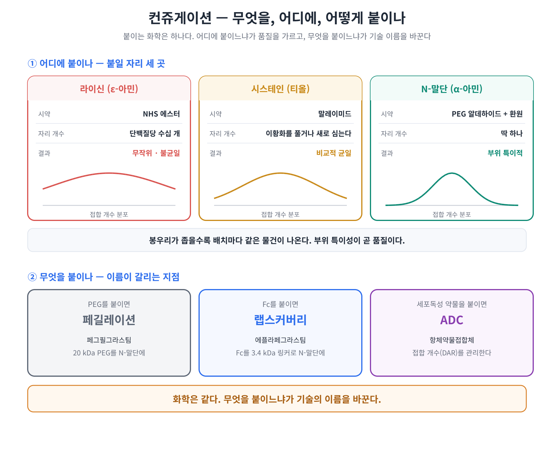 단백질 컨쥬게이션의 접합 부위와 결과물 비교 — 라이신·시스테인·N말단 세 자리와 페길레이션·랩스커버리·ADC의 분기