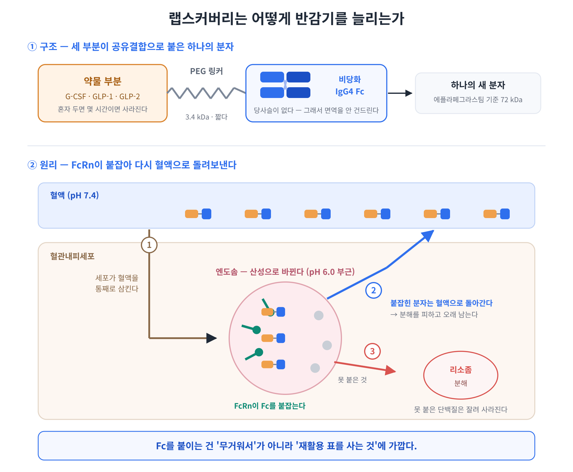 랩스커버리 분자 구조와 FcRn 재순환 원리 — 약물, PEG 링커, 비당화 IgG4 Fc의 세 부분 구조와 엔도솜에서의 재순환 경로