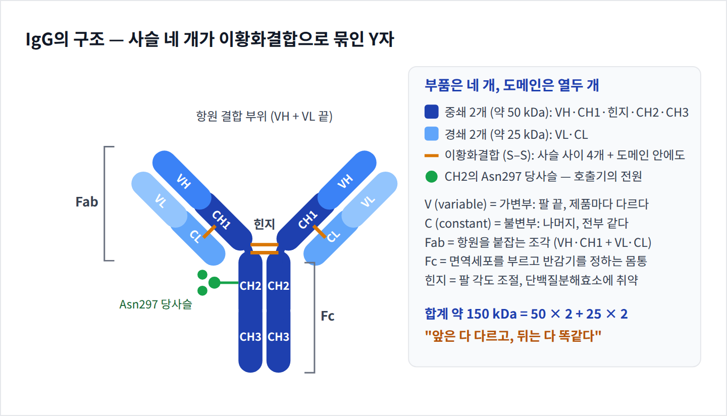 IgG의 도메인 구조, Fab과 Fc, 이황화결합, Asn297 당쇄