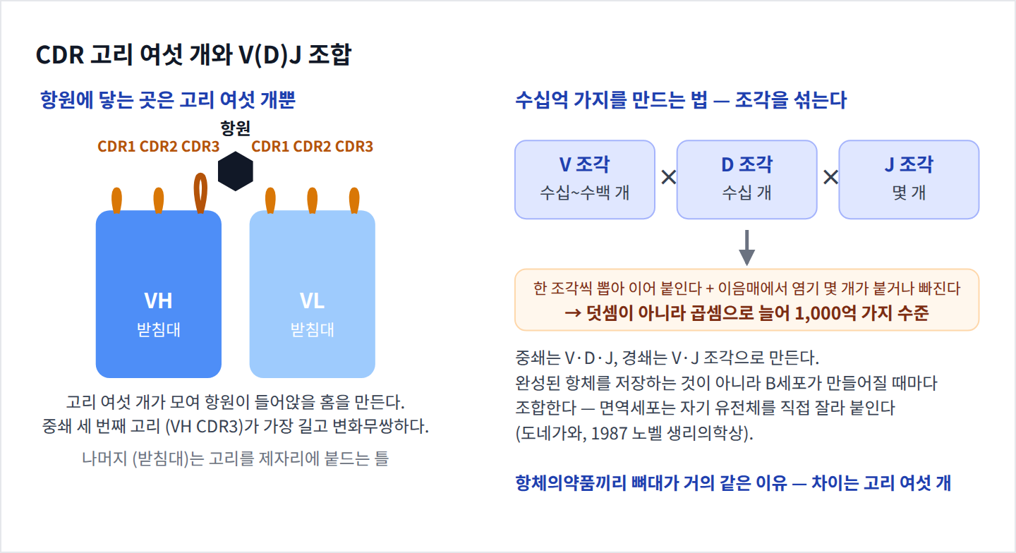 CDR 고리 여섯 개와 V(D)J 조합