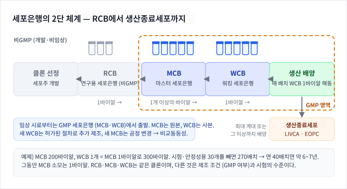 RCB, MCB, WCB, 생산 배양, 생산종료세포로 이어지는 2단 세포은행 체계