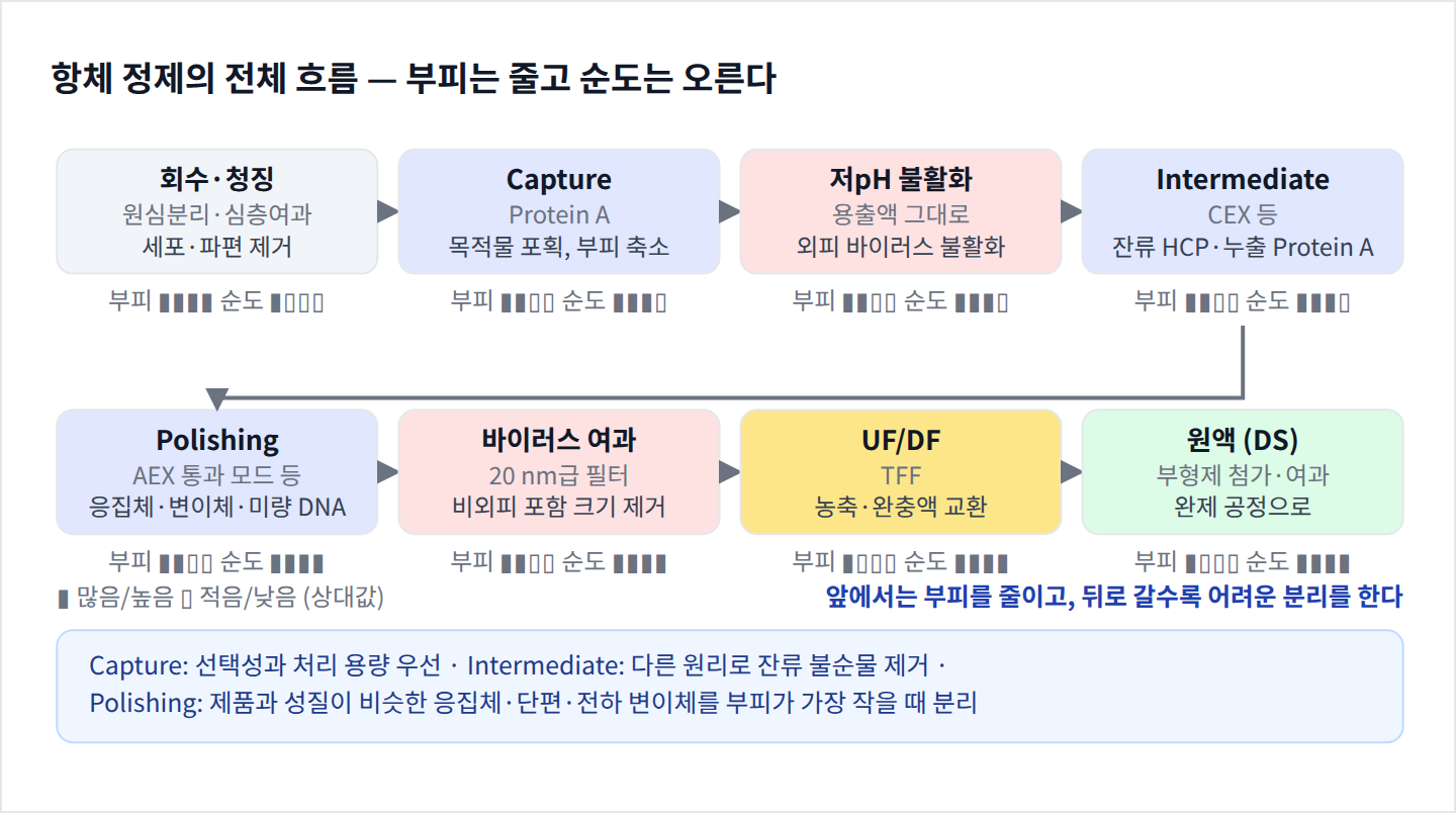 항체 정제 전체 흐름과 단계별 부피·순도 변화