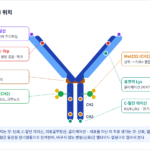 IgG 항체 위에서 PTM이 일어나는 위치