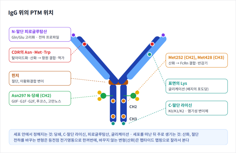 PTM 완전정복 — 항체의 당쇄·전하 변이체·산화를 공정 인자로 읽는 법