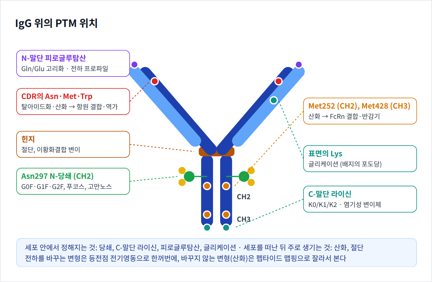 PTM 완전정복 — 항체의 당쇄·전하 변이체·산화를 공정 인자로 읽는 법