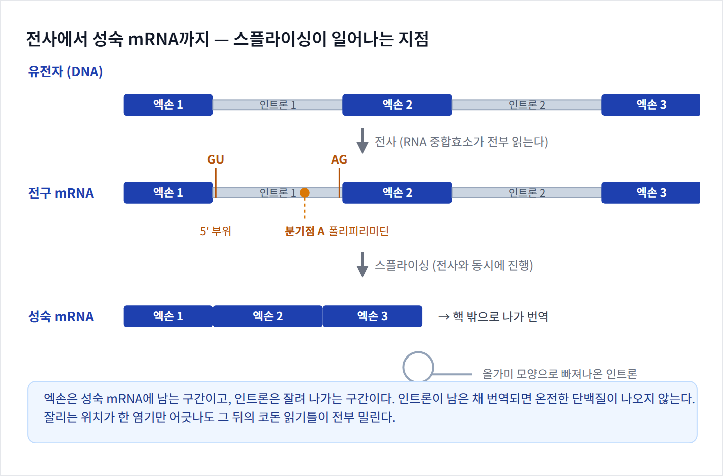 유전자에서 전구 mRNA를 거쳐 성숙 mRNA가 만들어지는 과정과 스플라이스 부위 신호