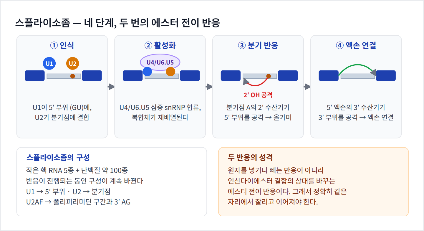 스플라이소좀의 인식·활성화·분기 반응·엑손 연결 네 단계