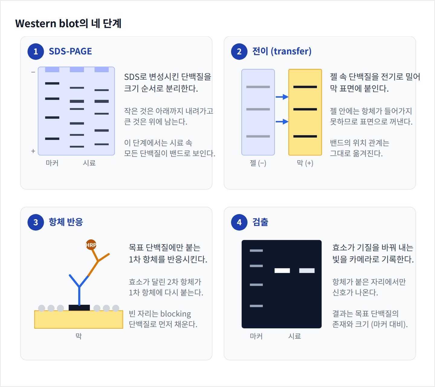 Western blot의 네 단계: SDS-PAGE, 전이, 항체 반응, 검출