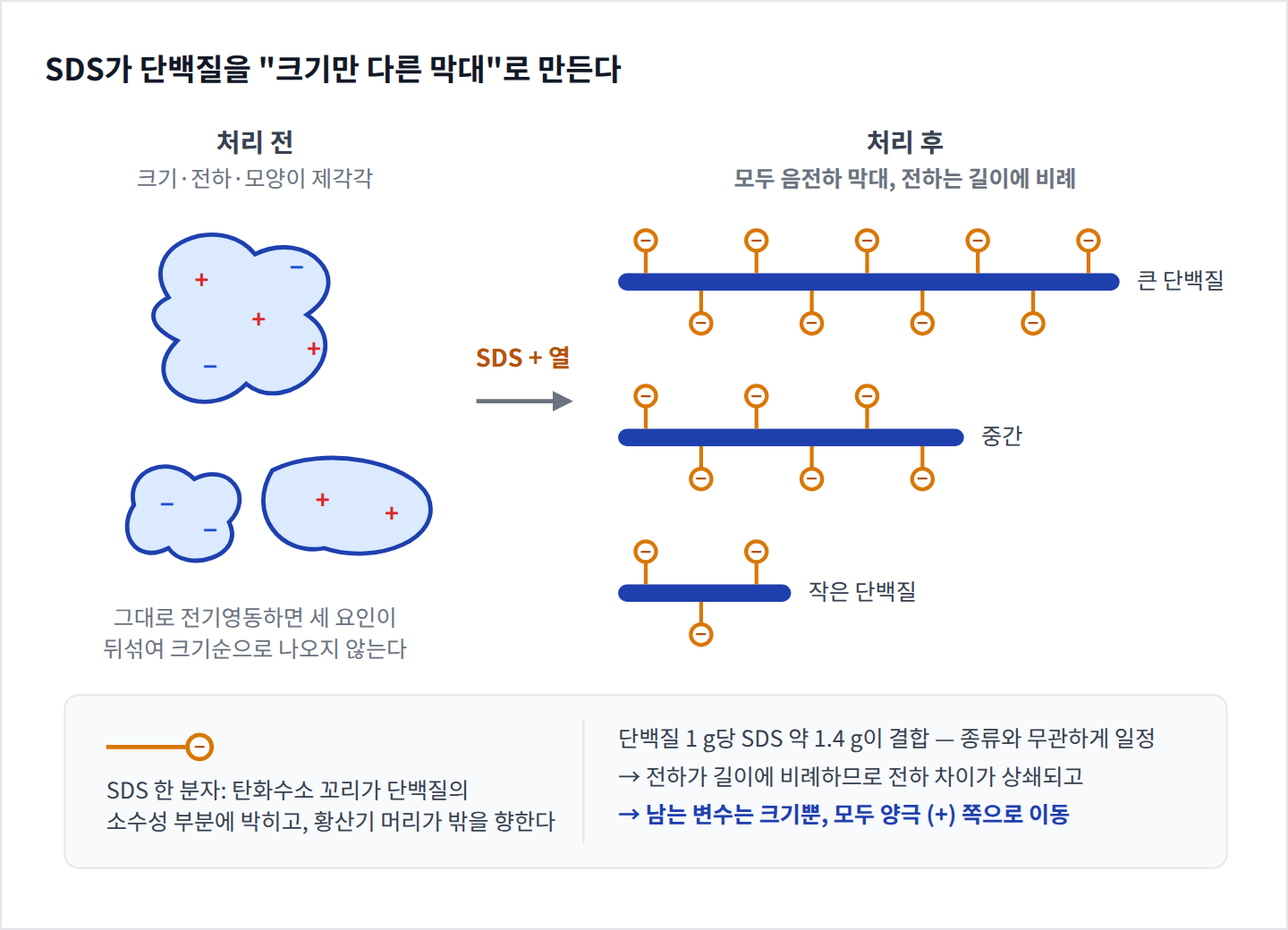 SDS가 단백질을 길이에 비례하는 음전하 막대로 만드는 원리