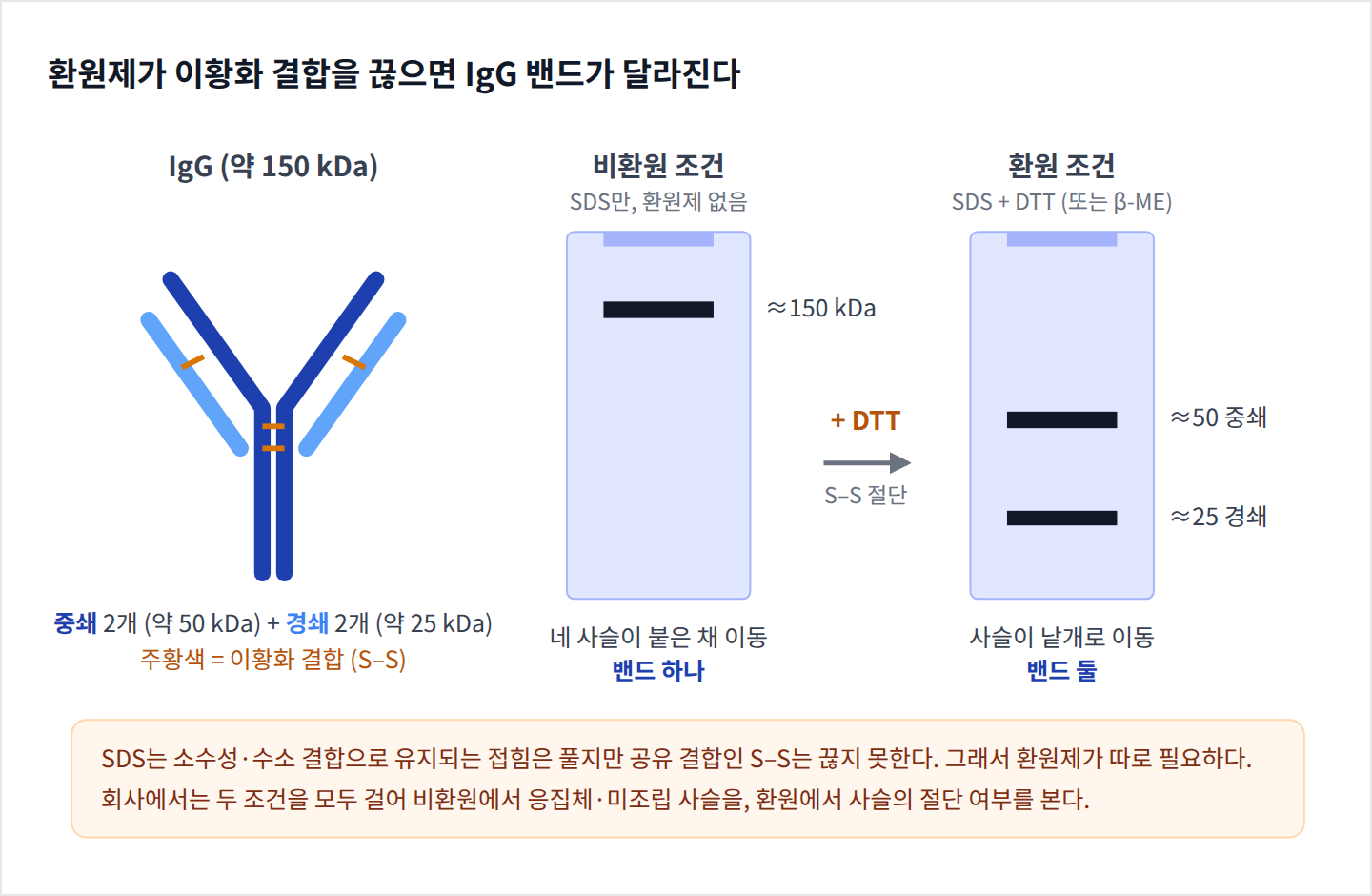 환원제가 이황화 결합을 끊어 IgG 밴드가 달라지는 원리