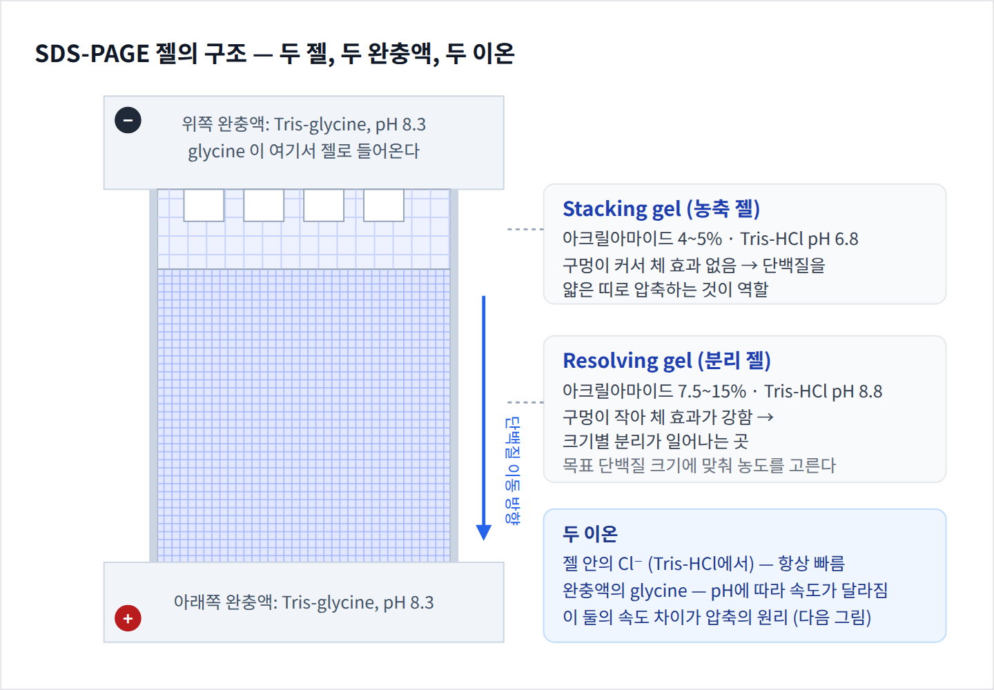 SDS-PAGE 젤의 구조: stacking gel, resolving gel, 완충액과 두 이온